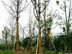 廣州園林綠化 專業(yè)綠化養(yǎng)護與工程服務(wù)，打造城市生態(tài)美